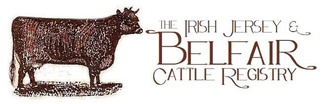 The Irish Jersey & Belfair Cattle Registry (BCR)